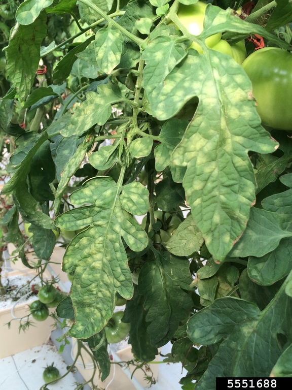 tomato leaf mold rebecca melanson